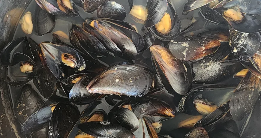 Honghaptang || Mussel Soup, 贻贝汤, 貽貝湯, ムール貝スープ, 홍합탕