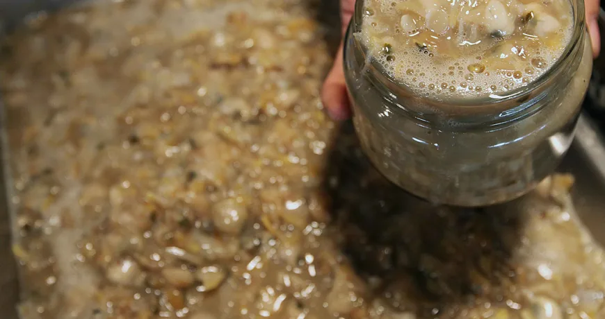 Jogaejeot || Salted Clam Meat, 蛤蜊酱, 蛤蜊醬, 貝の塩辛, 조개젓 Jogaejeot || Salted Clam Meat, 蛤蜊酱, 蛤蜊醬, 貝の塩辛, 조개젓