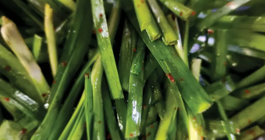 Buchumuchim || Chive Salad, 凉拌韭菜, 涼拌韭菜, ニラの和え物, 부추무침 Buchumuchim || Chive Salad, 凉拌韭菜, 涼拌韭菜, ニラの和え物, 부추무침