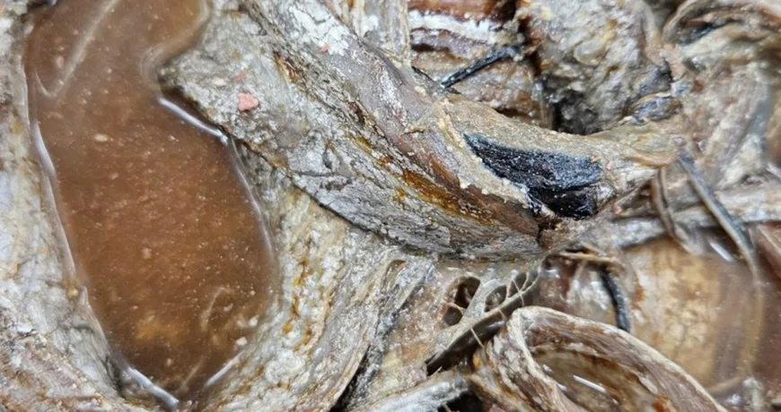 Galchijeot || Salted Cutlassfish, 带鱼酱, 帶魚醬, 太刀魚の塩辛, 갈치젓